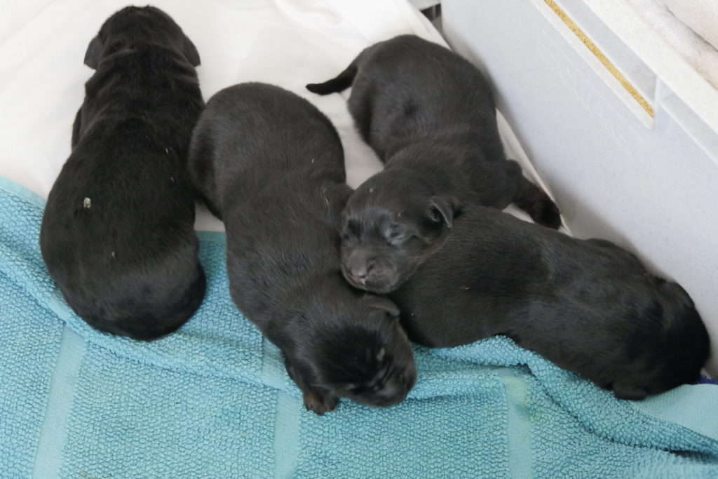 4 schwarze, wenige Tage alte Hundewelpen liegen auf einem türkisfarbenen Handtuch.